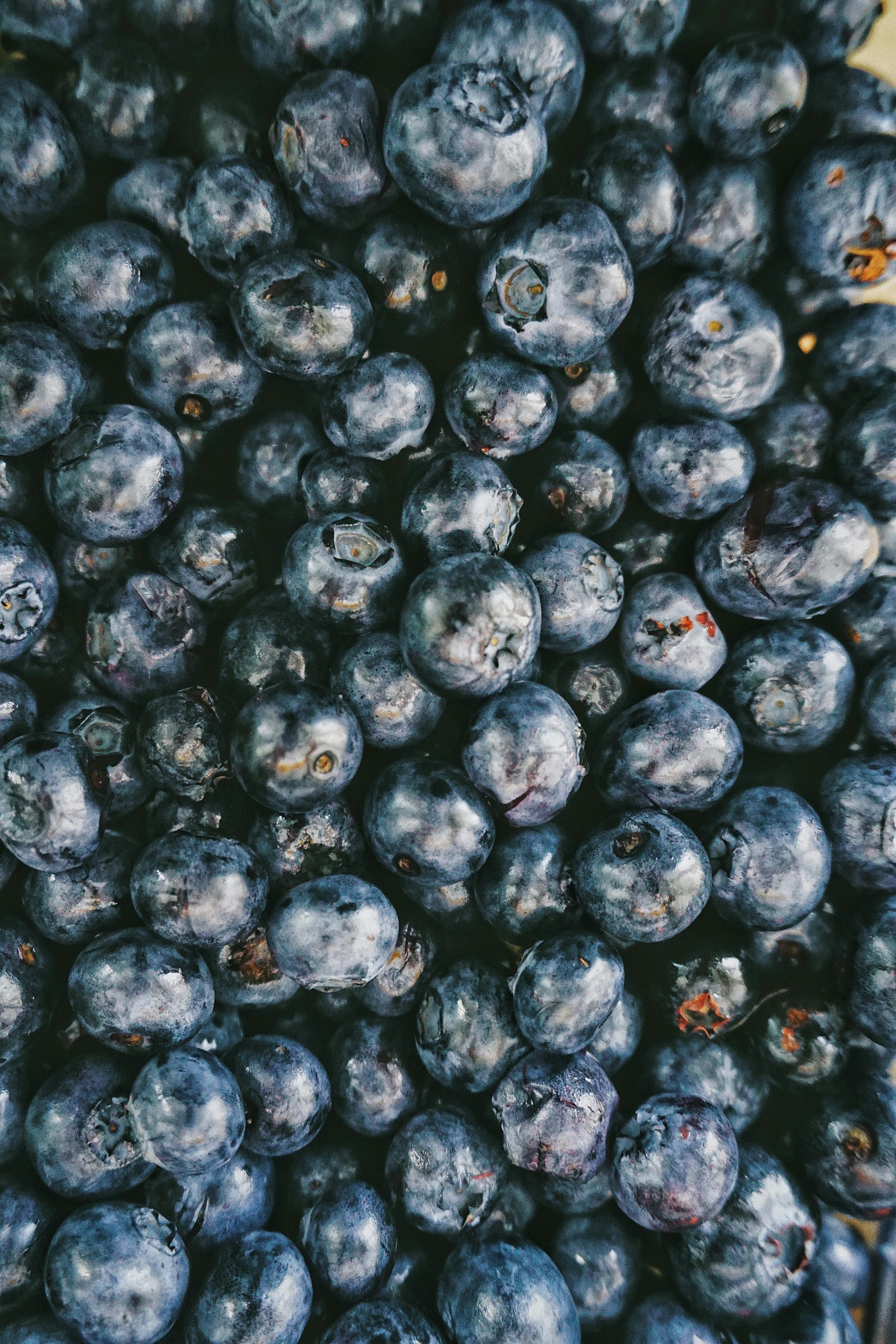 Blue poppy seeds 7 Best Ways to Elevate Every Dish Fast